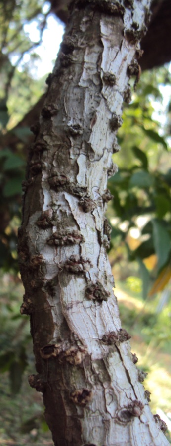 Vidanga — Embelia ribes