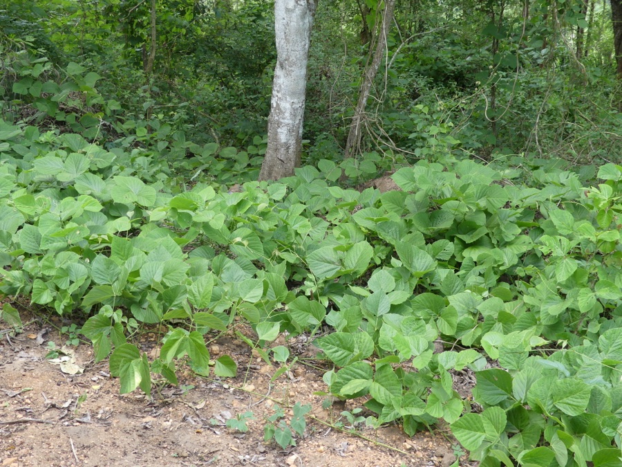 Vidari — Pueraria tuberosa (Spatholobus roxburghii, aerial)