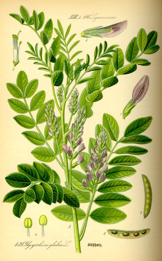 Yashtimadhu — Glycyrrhiza glabra L.