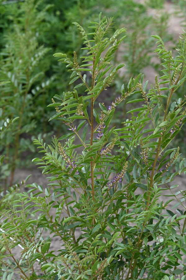 Yashtimadhu — Glycyrrhiza glabra in the Botanischer Garten, Berlin-Dahlem