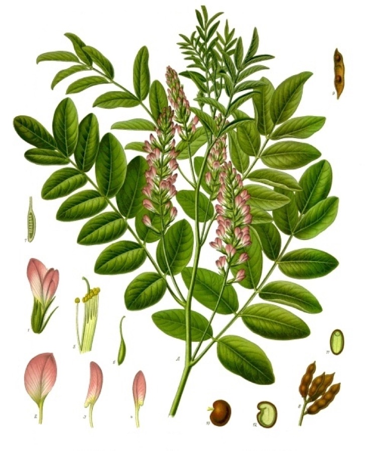 Yashtimadhu — Süßholz. A oberer Theil der blühenden Pflanze, natürl. Grösse; 1 Blüthe, vergrössert; 2, 3, 4 Kronentheile, desgl.; 5 Staubgefässe mit dem Griffel, desgl.; 6 Stempel, desgl.; 7 Fruchtknoten im Längsschnitt, desgl.; 8 Frü