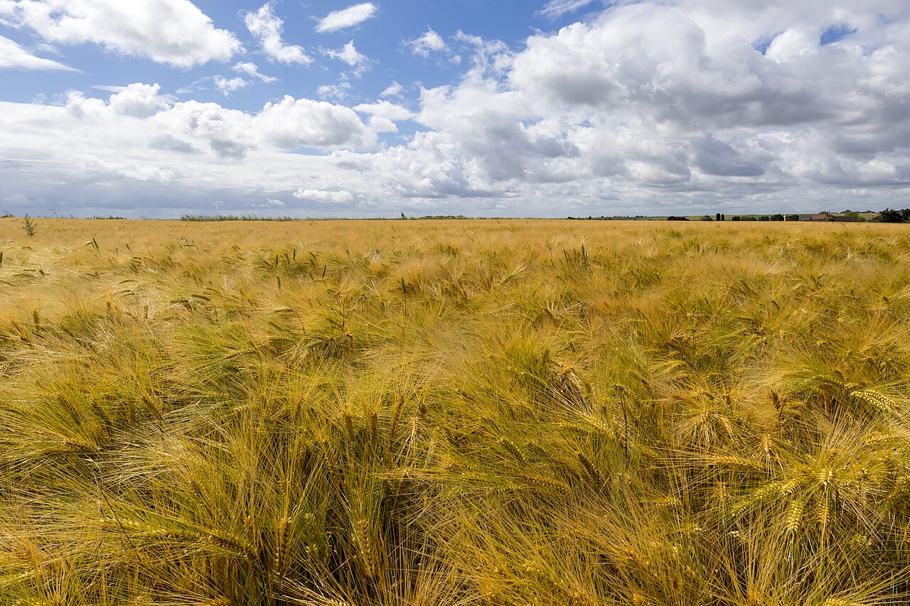 Yava — Champ d'Orge carrée (Hordeum vulgare) à Monchecourt