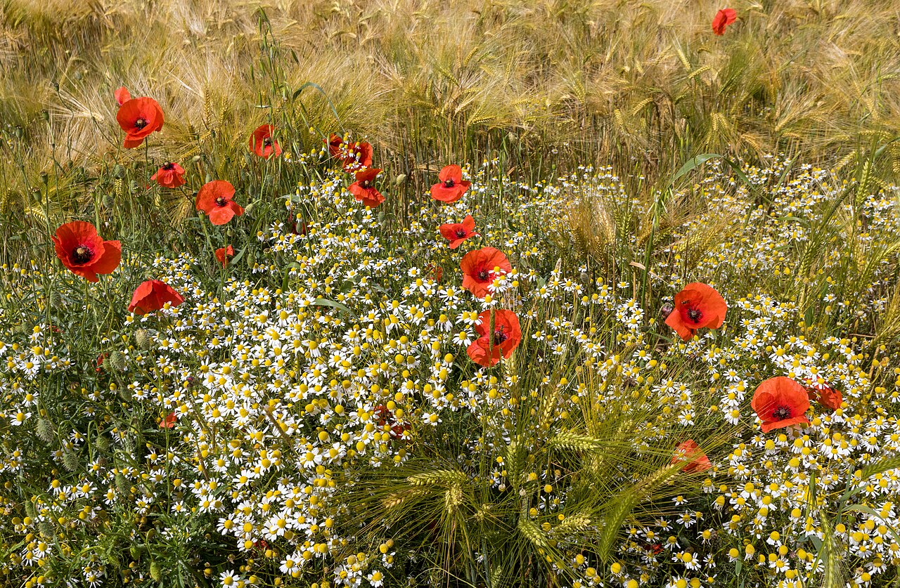 Yava — Camomille sauvage (Matricaria chamomilla) et coquelicots (Papaver rhoeas) au bord d'un champ d'orge (Hordeum vulgare)