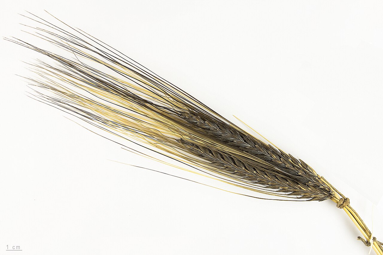 Yava — Hordeum vulgare, seeds