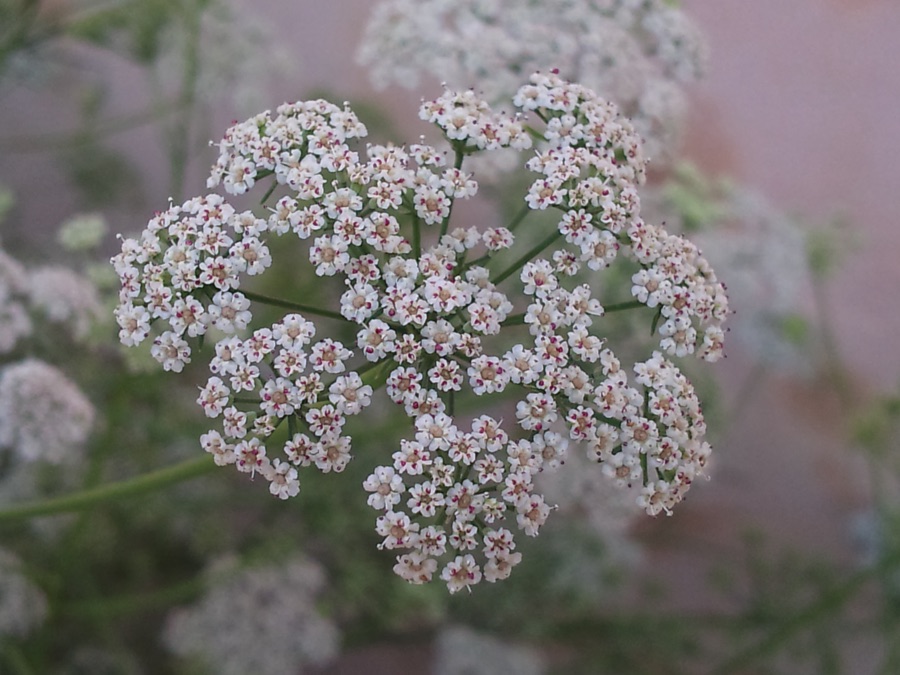Yavani — the flowers of the carom plant (ajwain in Hindi)