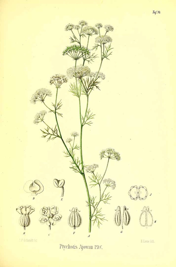 Yavani — Ілюстрація Trachyspermum ammi (L.) Sprague [as Ptychotis ajowan DC.]