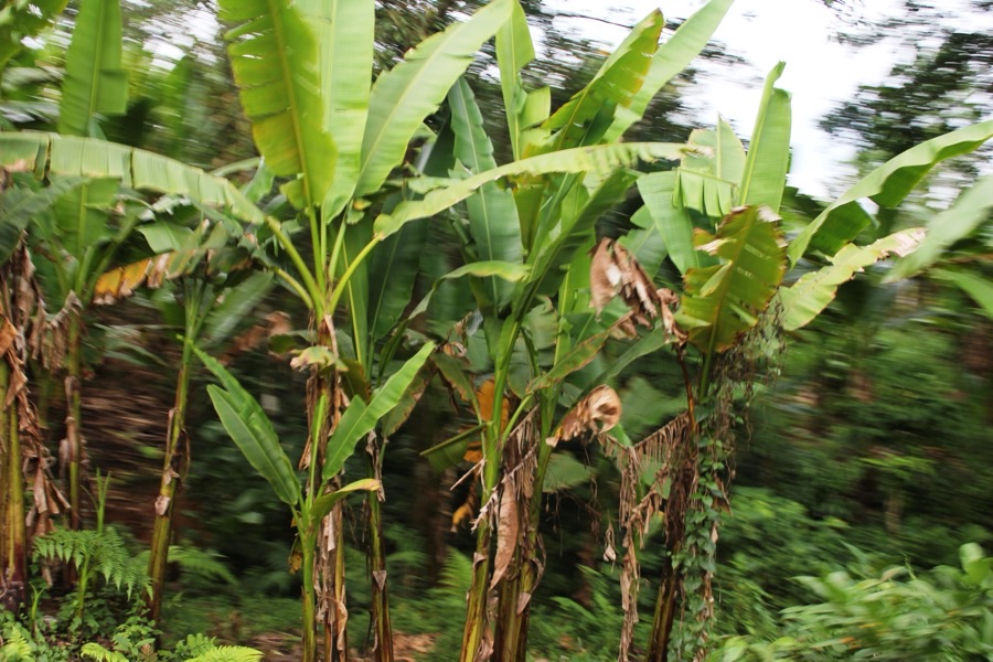 A stand of abaca plants in Camarines Sur in the Philippines, with narrow upright green leaves on several stems of different ages rising from each clump, old dried leaf sheaths hanging down the outsides, against dense green forest.