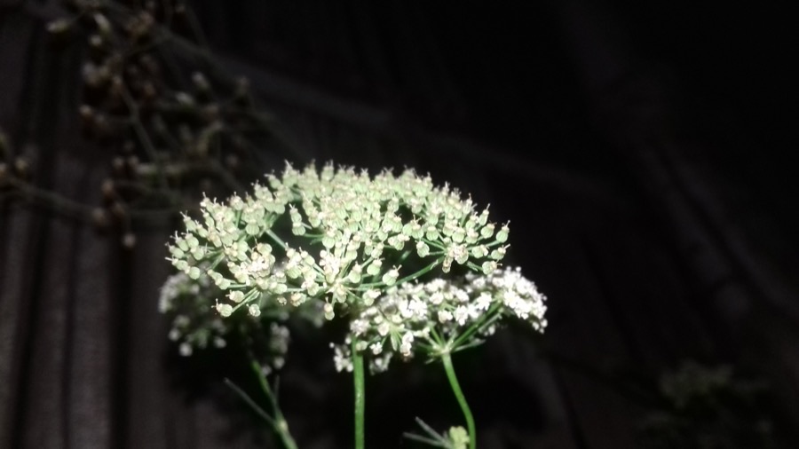 What does the crop look like in flower in the field?
