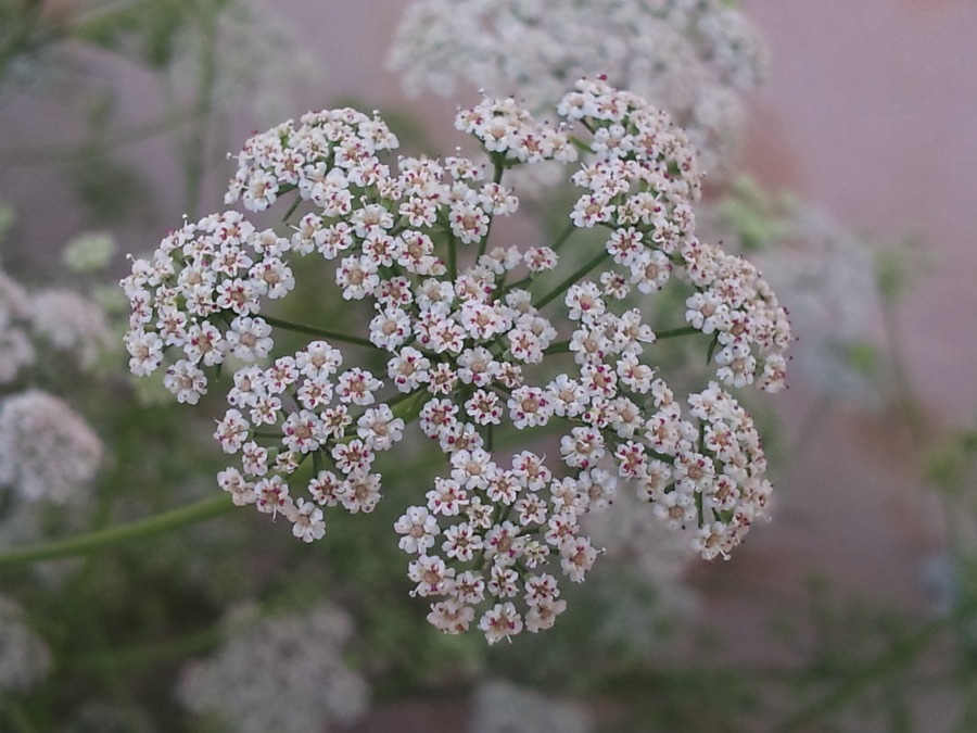 What do the flowers look like?