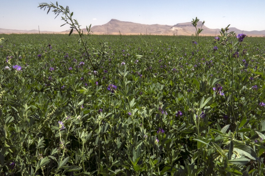 An alfalfa field in full purple flower stretching to the horizon, with clusters of small violet pea-shaped flowers among leaves in threes on branching upright stems, and bare mountains under a clear sky behind.
