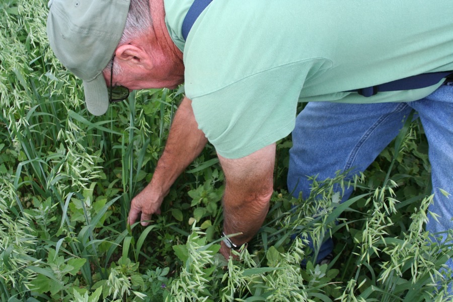 Why is there a cereal growing through this newly sown alfalfa?