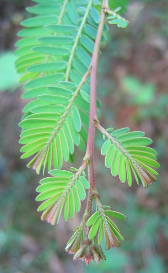 A slender amla shoot carrying two neat rows of very small green leaves, so that the whole shoot resembles a single feather.