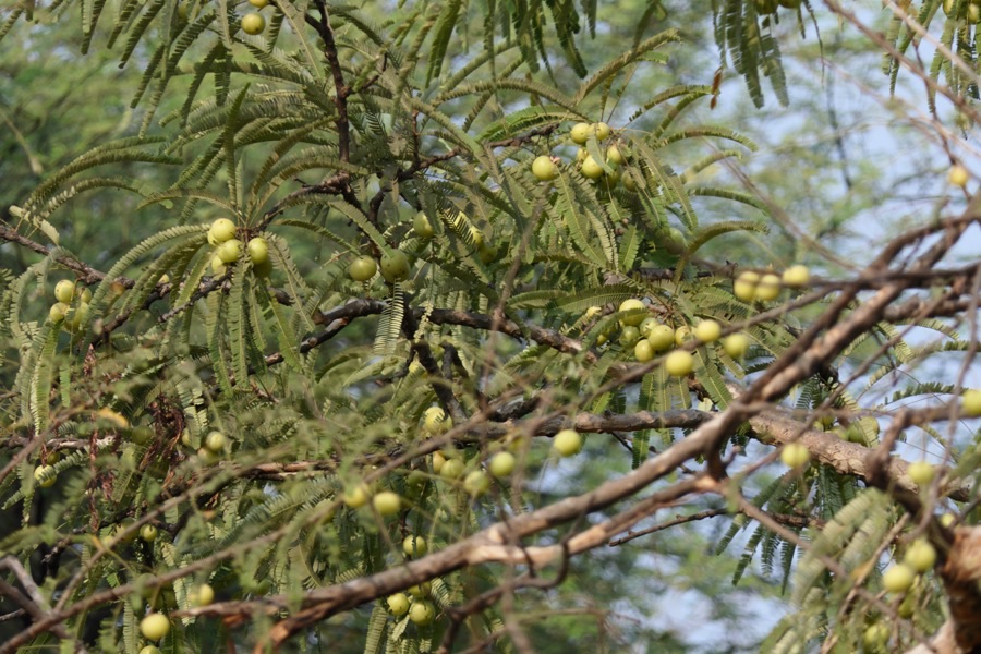 What does a bearing tree look like?