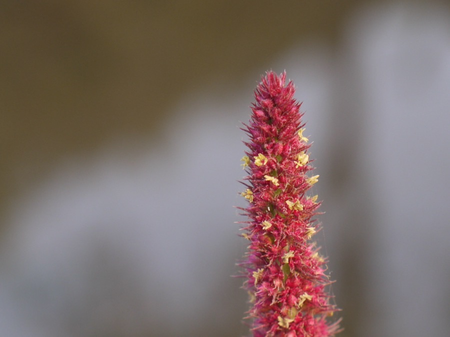 What are the tiny yellow specks on the head?