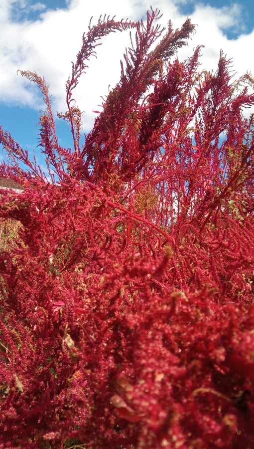 A mature red grain amaranth crop photographed from below against a blue sky, with dense crimson plumed seed heads branching in every direction above thick red stems.