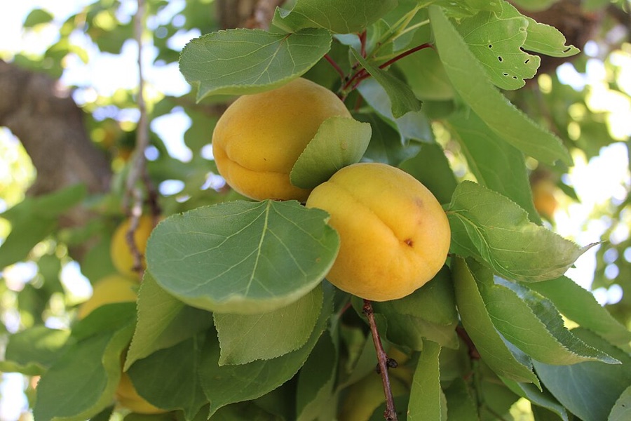 Two ripe golden-yellow apricots hanging on a branch in sunlight, each with a clear groove running down one side, surrounded by broad rounded leaves with finely toothed edges on reddish leaf stalks.