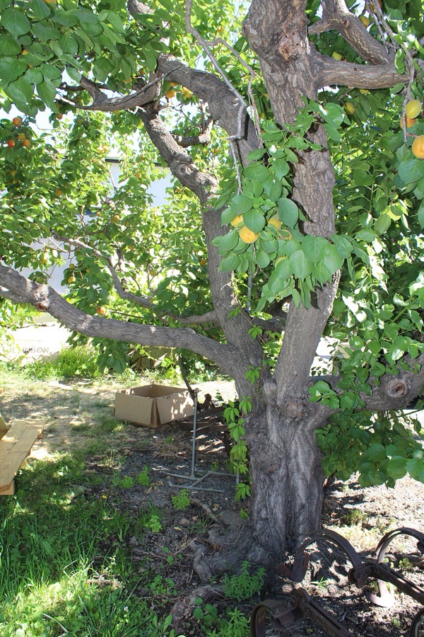 What is this whole tree with a short gnarled trunk, low spreading branches and golden fruit through the crop?