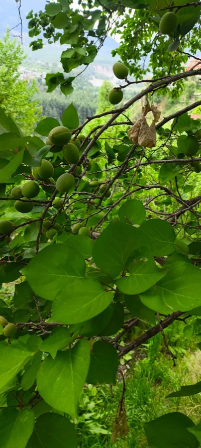 Why are these branches carrying so many small green fruit packed tightly along them?