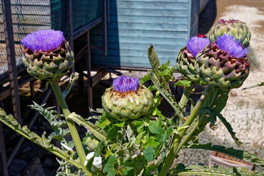 What does a bud look like when it is too late?