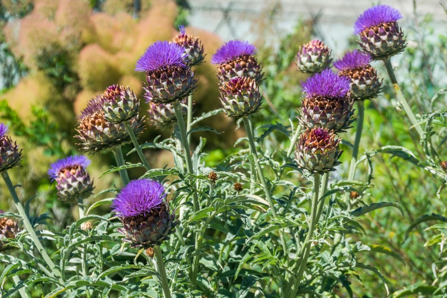 Large grey-green artichoke plants with deeply divided leaves, carrying round scaly heads that have opened into purple flowers.