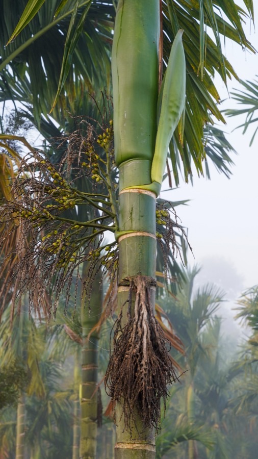 The upper trunk and crown of an areca palm in Coorg, India, showing a smooth green stem marked with clear rings, a long pointed closed flower sheath standing beside the crown, an older opened spike carrying small yellow-green flowers, and a mass of pale roots below the crown.