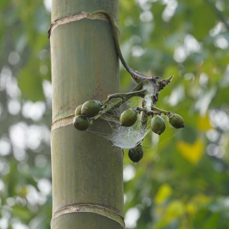 When are these green nuts ready to cut?