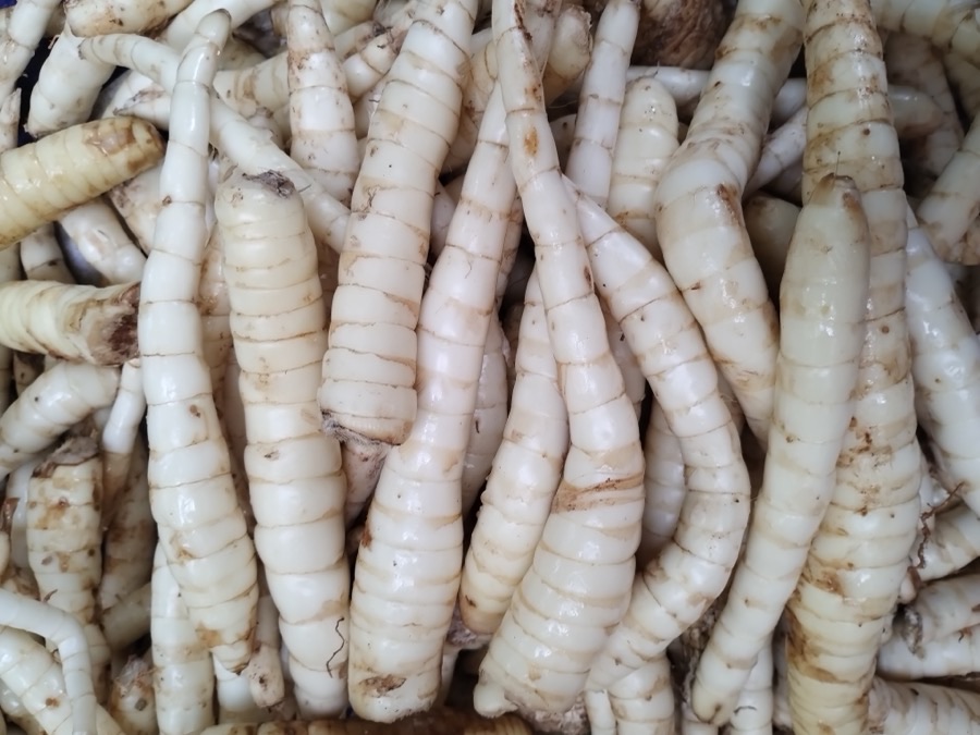 What does the crop look like when it is dug?