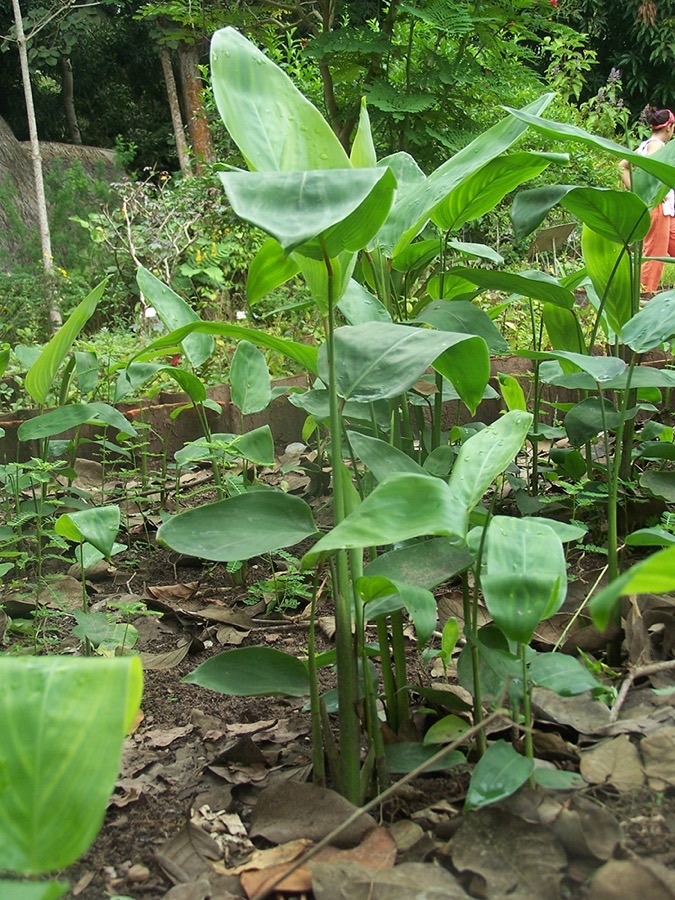 Arrowroot plants with broad green leaves on long stalks growing in a shaded garden.