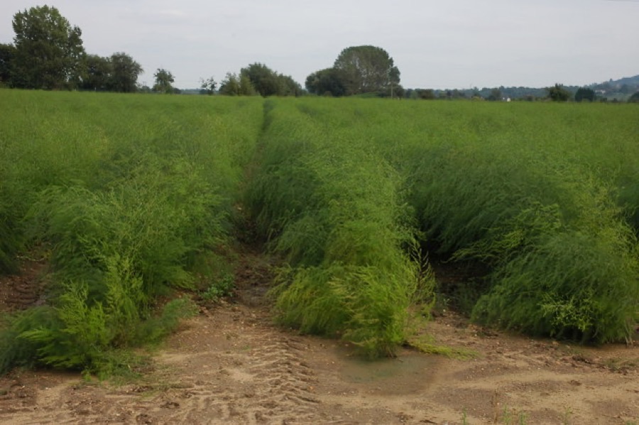 Why is the whole field allowed to grow into tall feathery bushes?