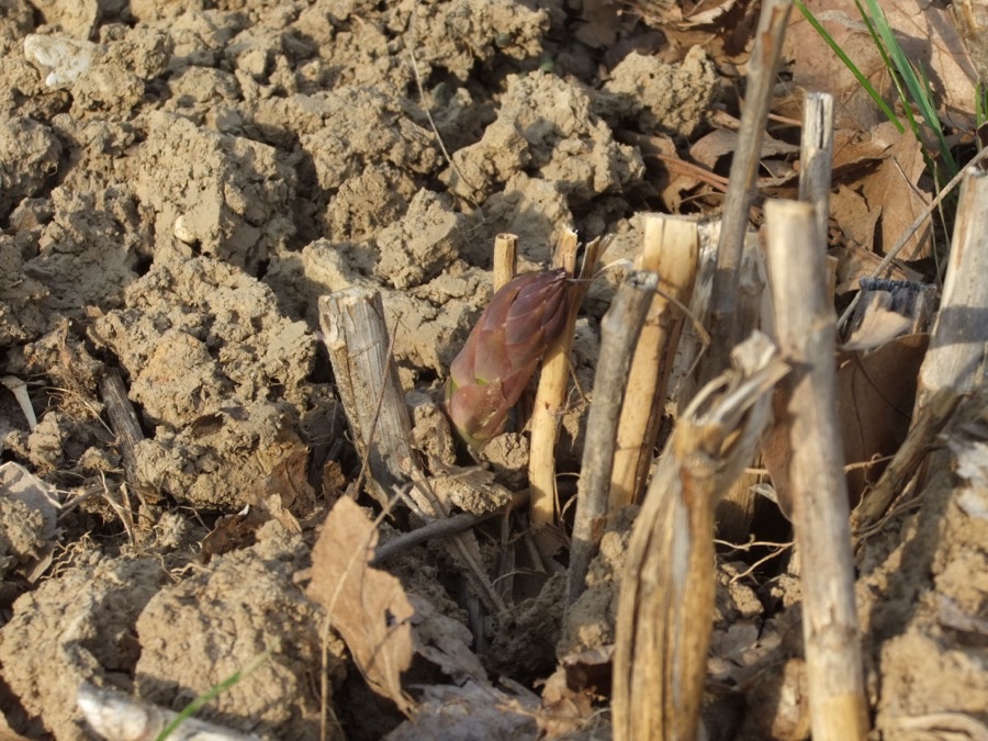 A single asparagus spear with a tight purple-green tip pushing up through cracked bare soil, surrounded by the pale dry stubs of the previous season's ferns.