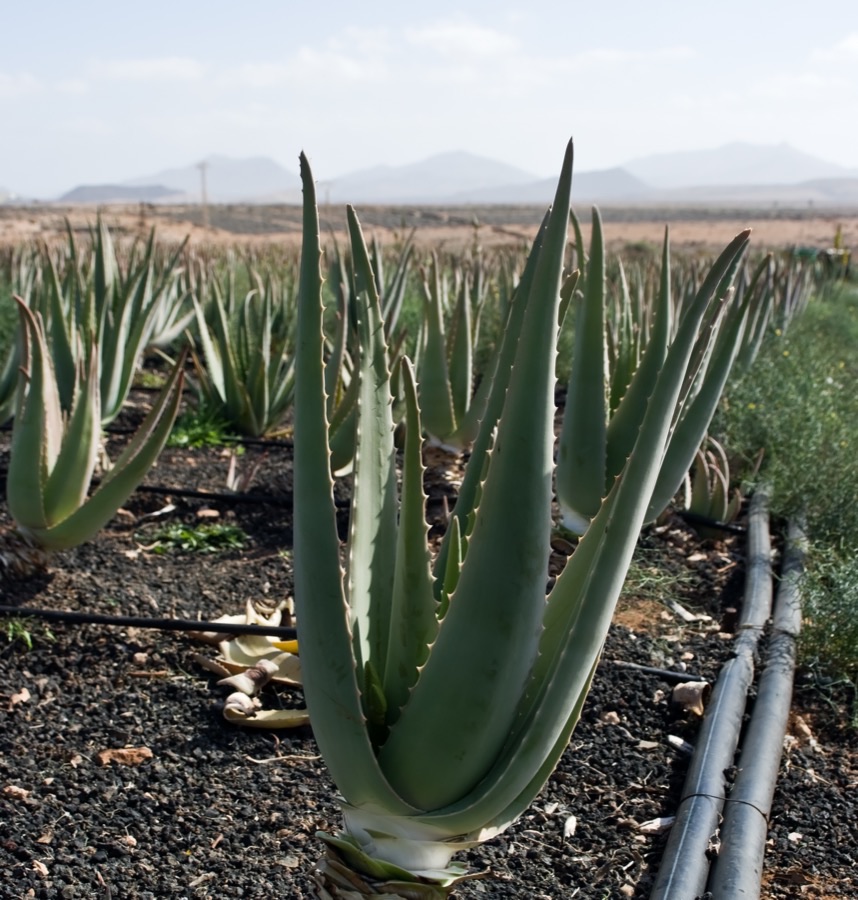 Rows of aloe vera plants with thick grey-green leaves growing in dry stony ground with drip irrigation pipes beside them.