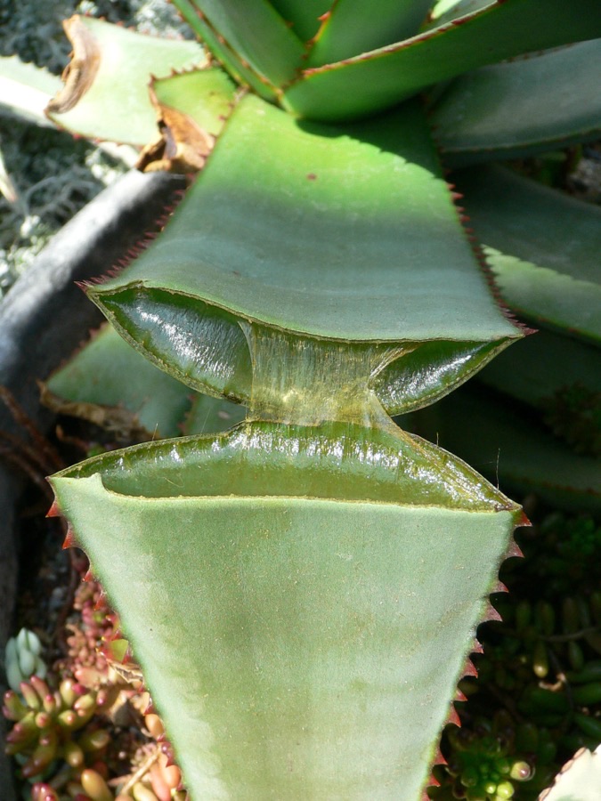What is actually inside the leaf?