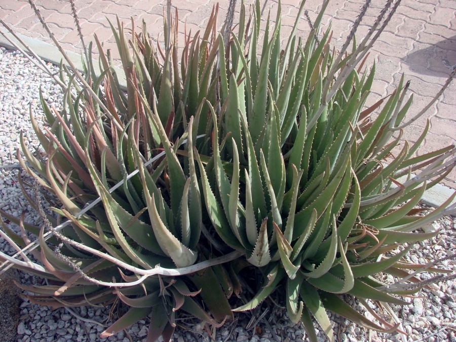 Where does new planting material come from?