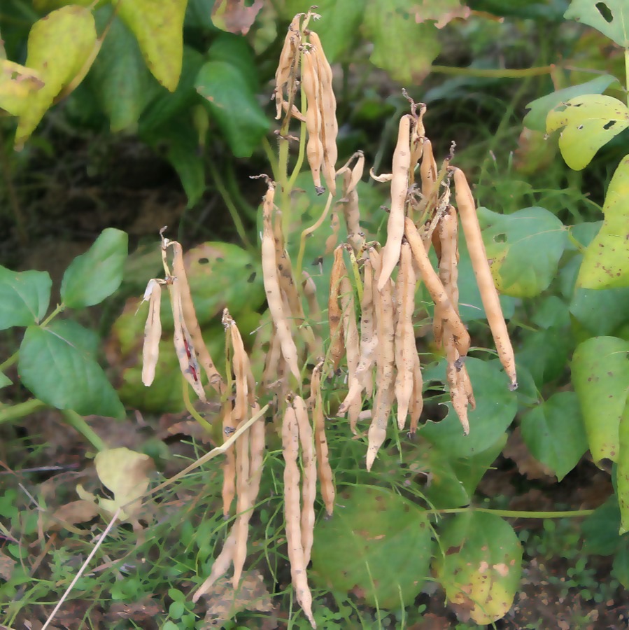 When should the crop be cut?