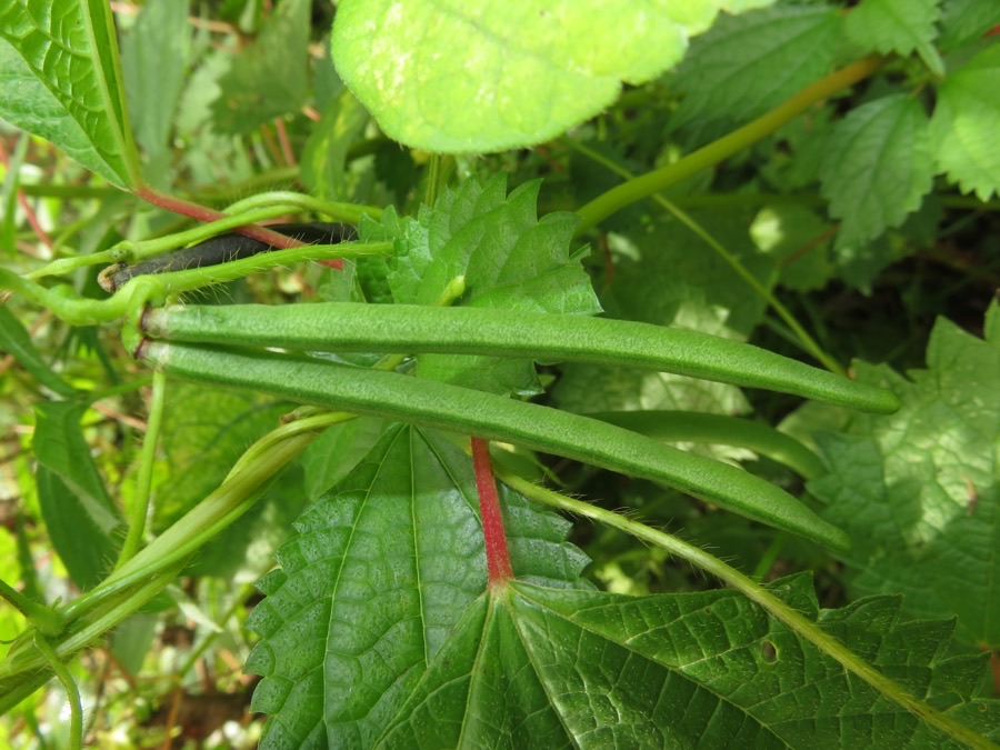 What do the pods look like while they are filling?