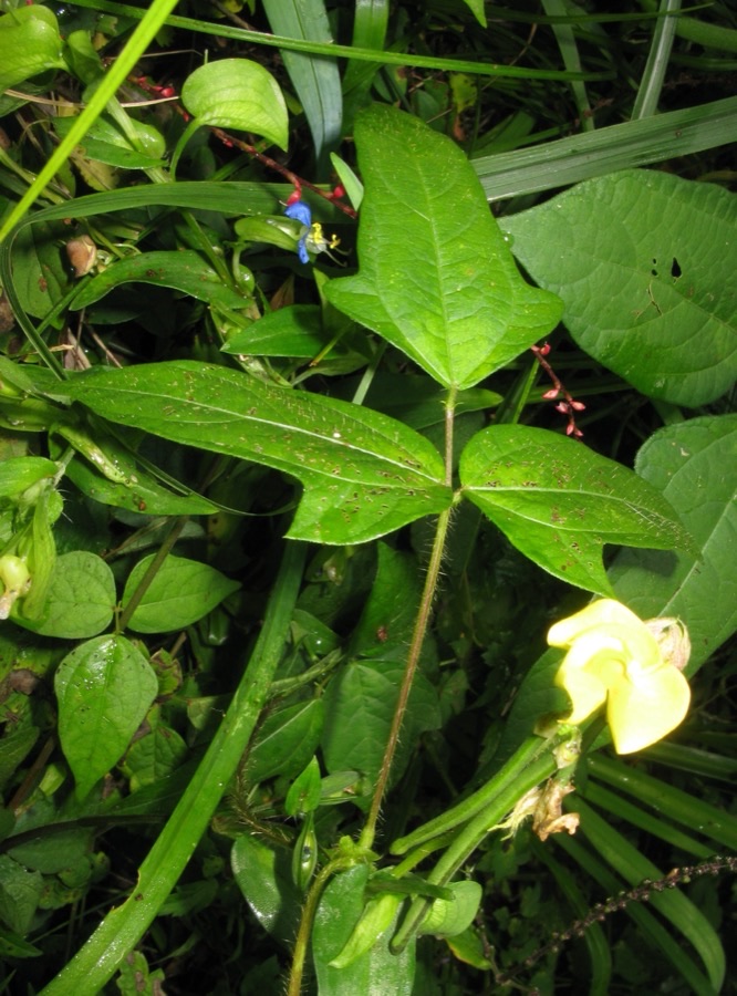 A yellow adzuki flower and leaves in groups of three on a plant growing in the Aizu area of Fukushima, Japan.