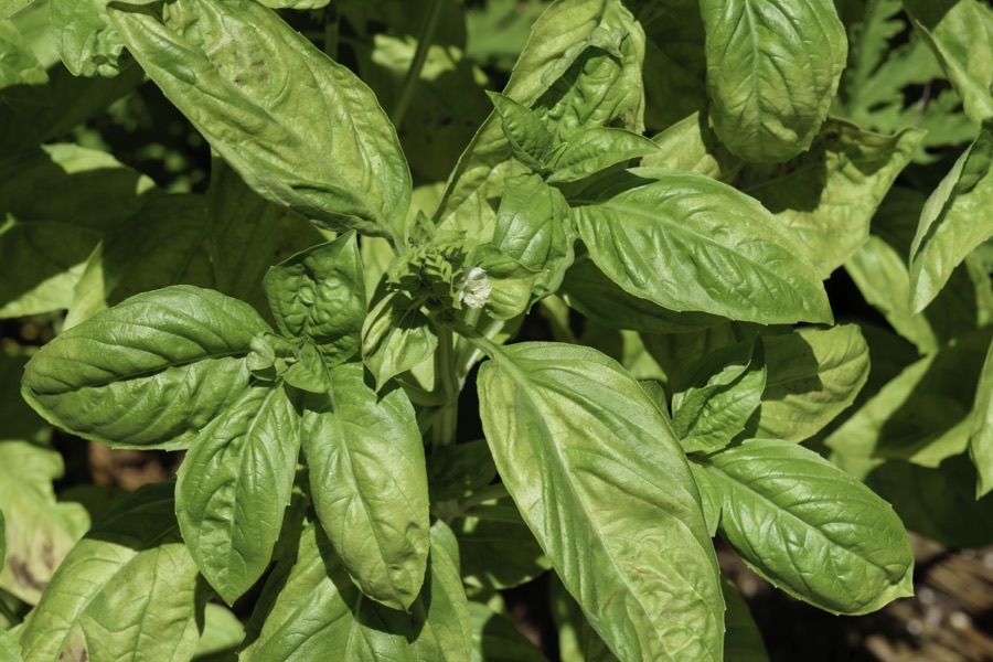 What does a healthy plant look like?