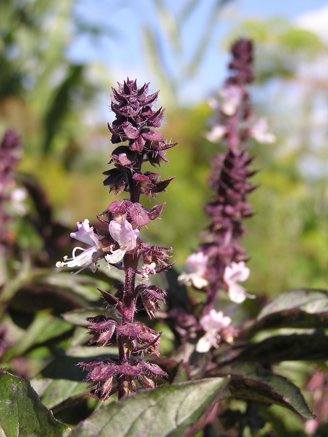 What does a plant that has been allowed to flower look like?