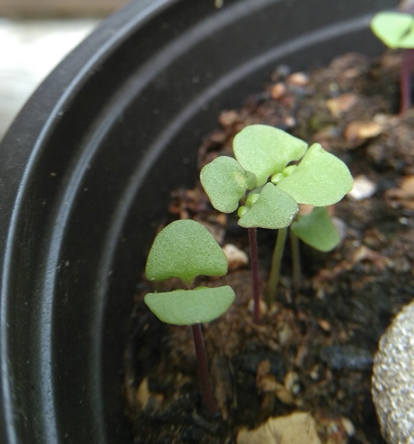 Basil seedlings in a pot, each with a pair of rounded seed leaves and the first pointed true leaves emerging between them.