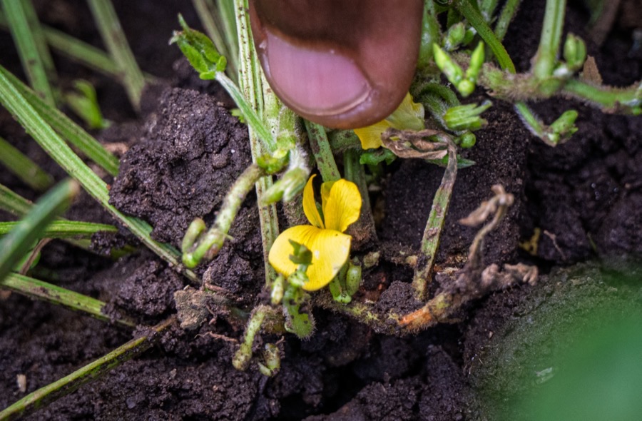 Why is this yellow flower down in the soil instead of up on the plant?