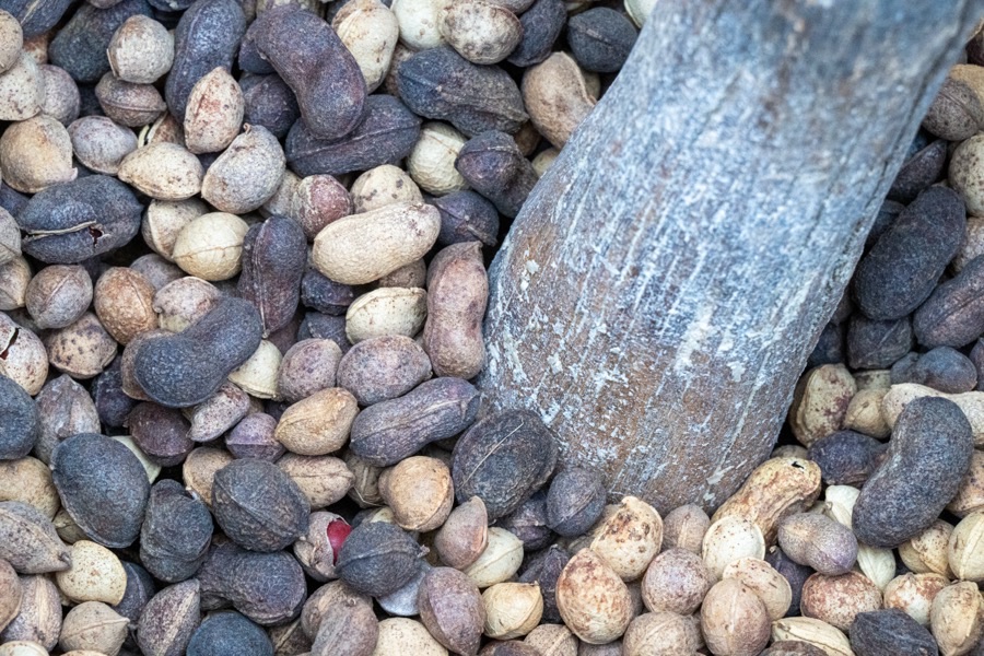 Why are these pods so many different colours, and why are they being pounded?