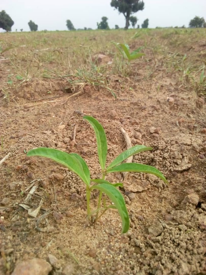 A young bambara groundnut plant growing in pale sandy stony soil, with several leaves divided into three leaflets on long upright stalks rising from a single crown at the ground, on an open field with sparse scrub and scattered trees behind.