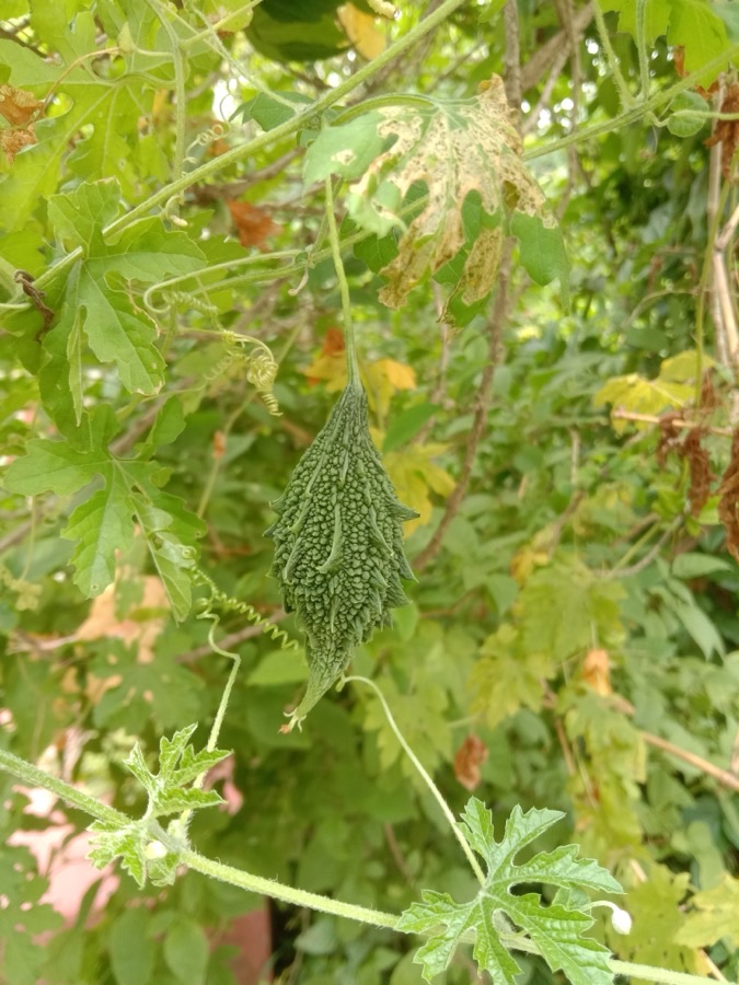 When is the fruit on its stem ready to pick?