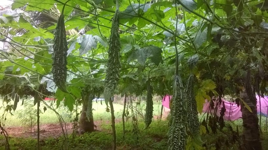 A bitter gourd garden in Tamil Nadu with vines trained over an overhead framework and long green ridged fruits hanging down beneath the canopy of lobed leaves.