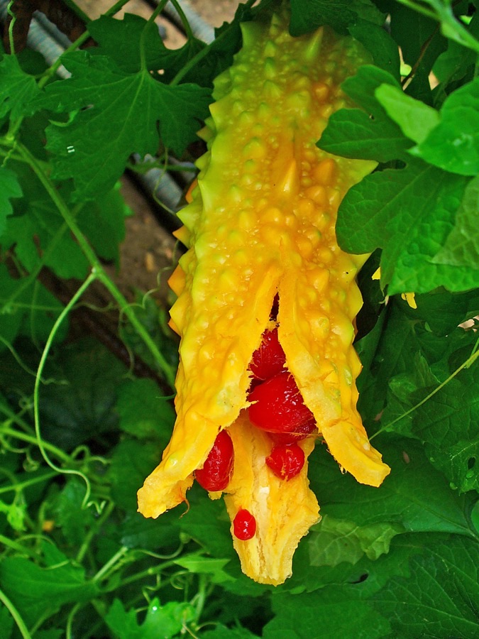 A fruit has turned orange and burst open. What happened?