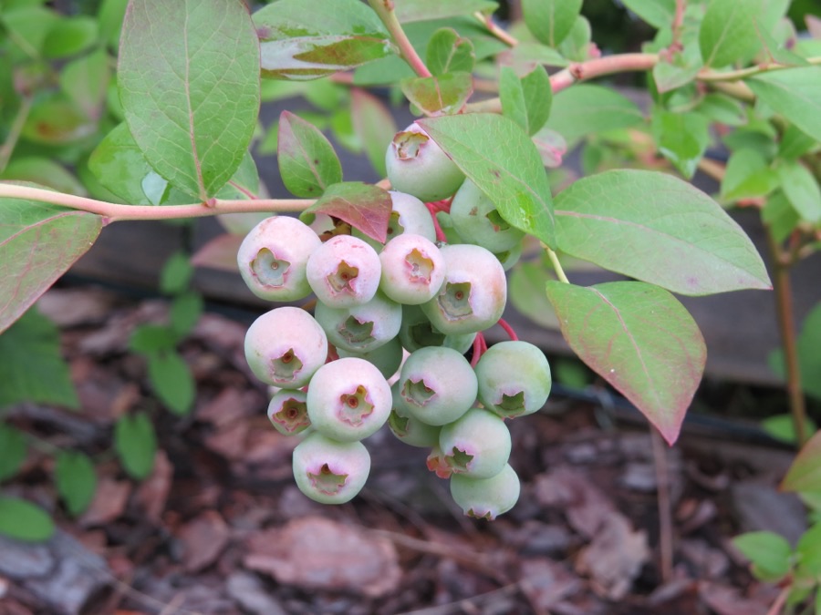 What does unripe fruit look like?