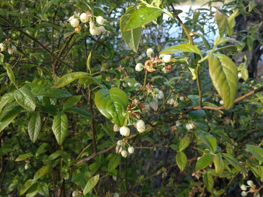 A blueberry bush carrying clusters of small white bell-shaped flowers hanging downwards among fresh green leaves.