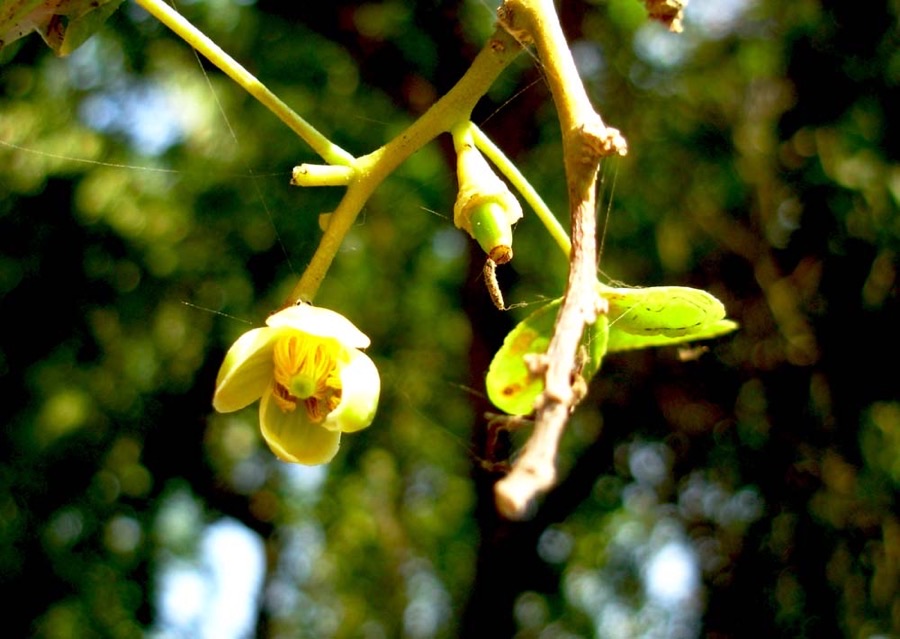 What do the flowers look like?