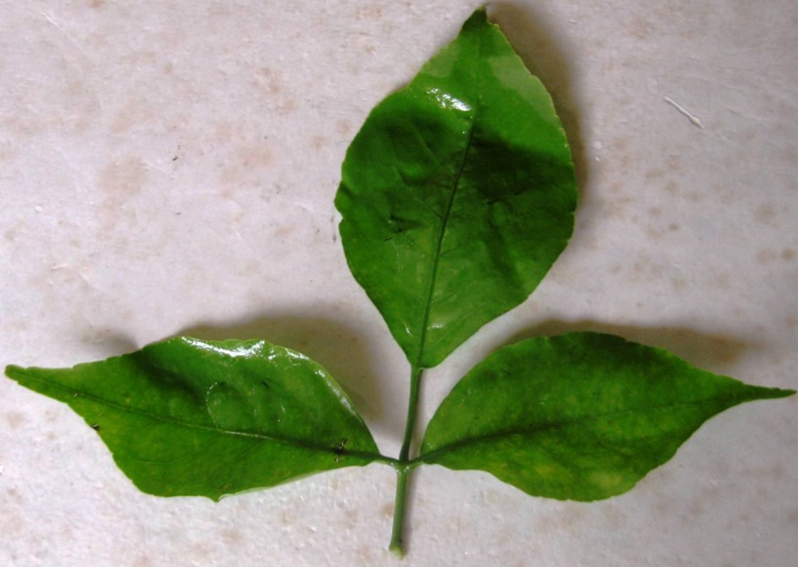 A bael leaf with three glossy leaflets on one stalk, the middle leaflet larger than the two beside it.