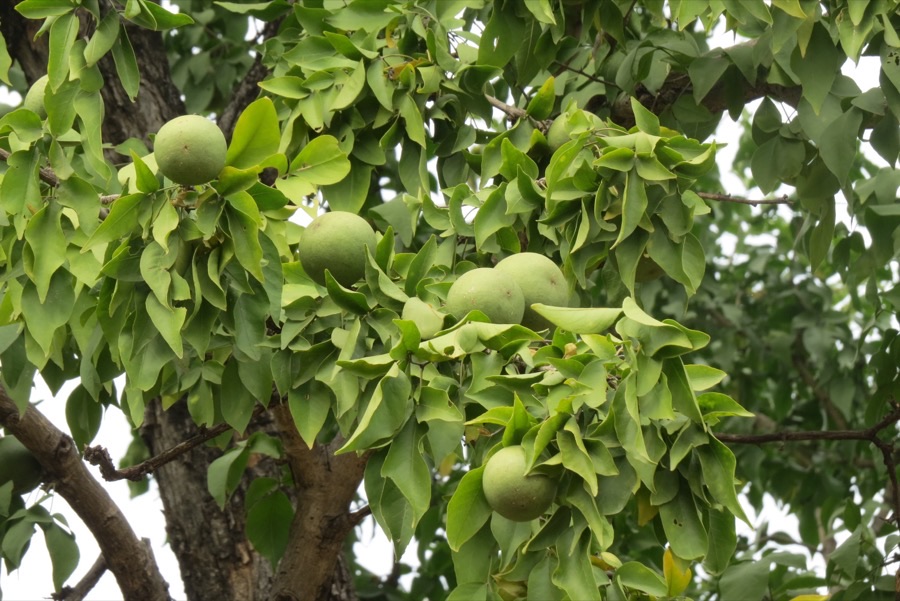 What does the developing fruit look like?